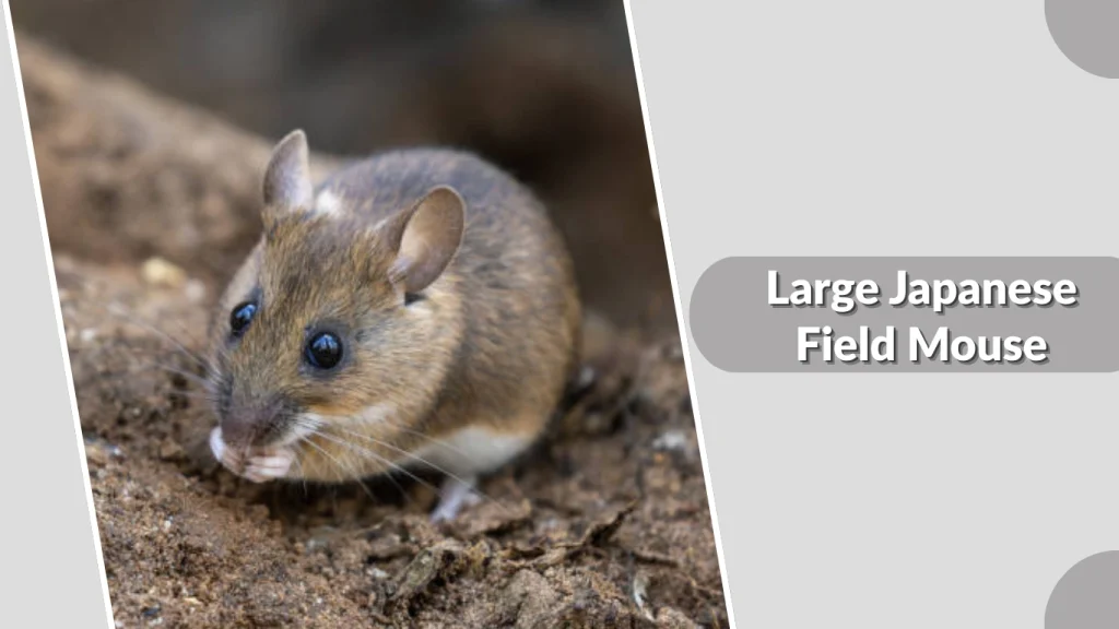 Large Japanese Field Mouse