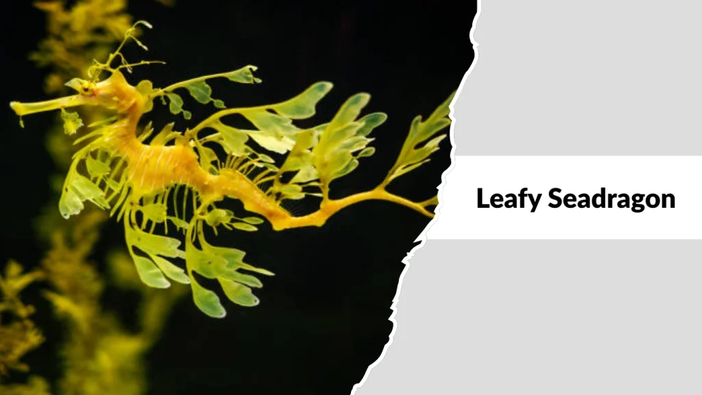 Leafy Seadragon