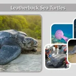 Leatherback Sea Turtles Diet, Habitat, Behaviors, Lifecycle, Identification, Facts