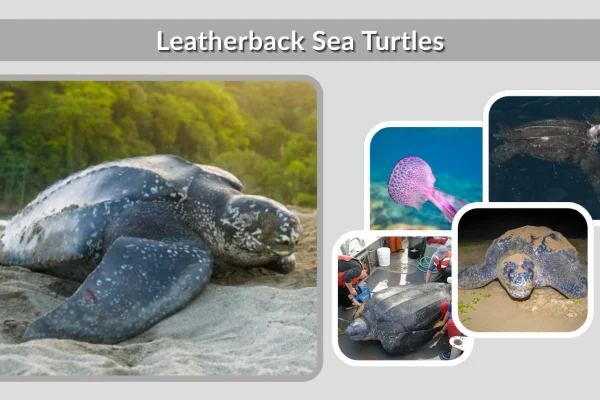 Leatherback Sea Turtles Diet, Habitat, Behaviors, Lifecycle, Identification, Facts