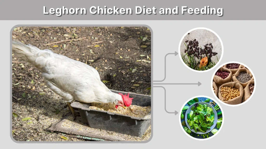 Leghorn Chicken Diet and Feeding