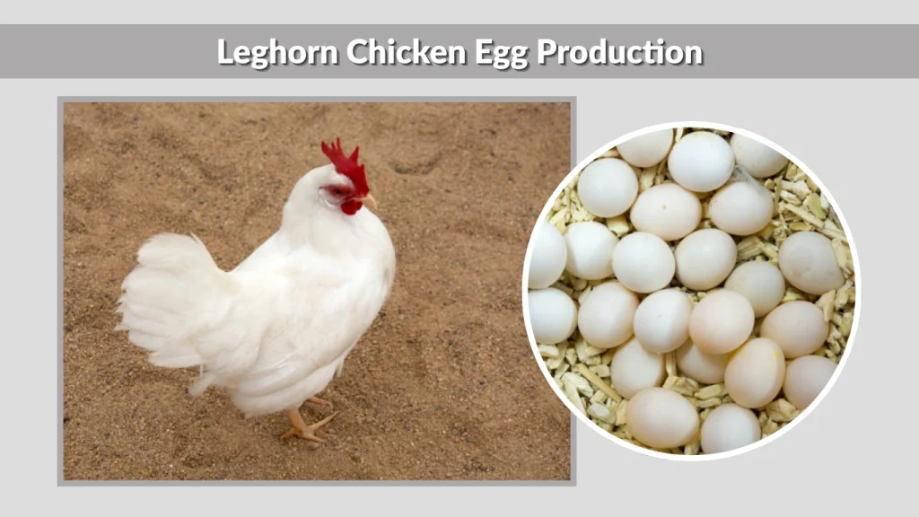 Leghorn Chicken Egg Production