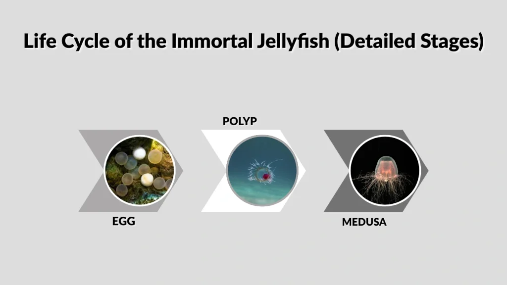 Life Cycle of the Immortal Jellyfish (Detailed Stages)