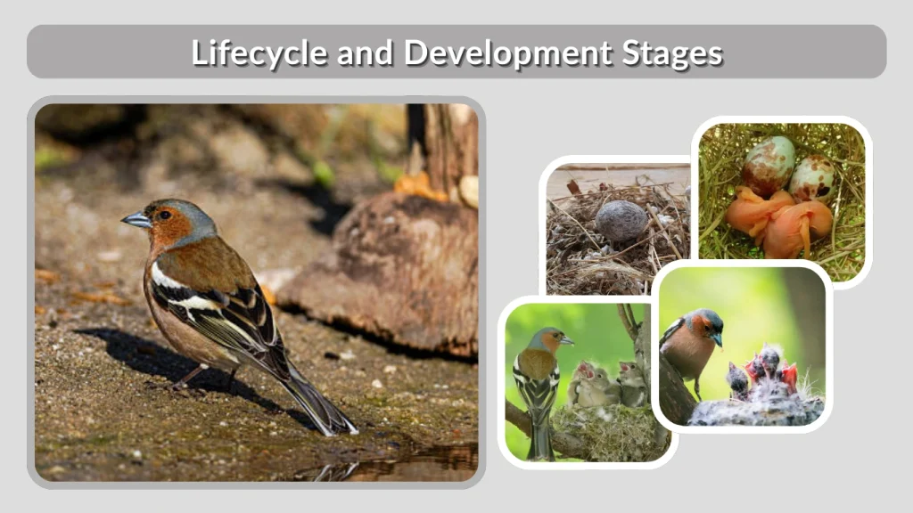 Lifecycle and Development Stages