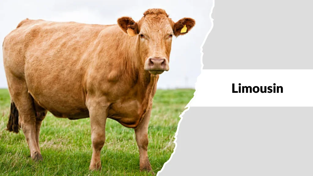 Limousin