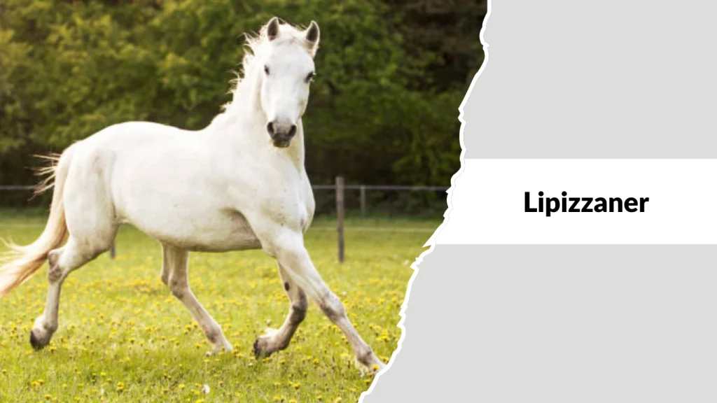 Lipizzaner