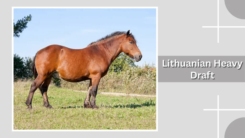 Lithuanian Heavy Draft