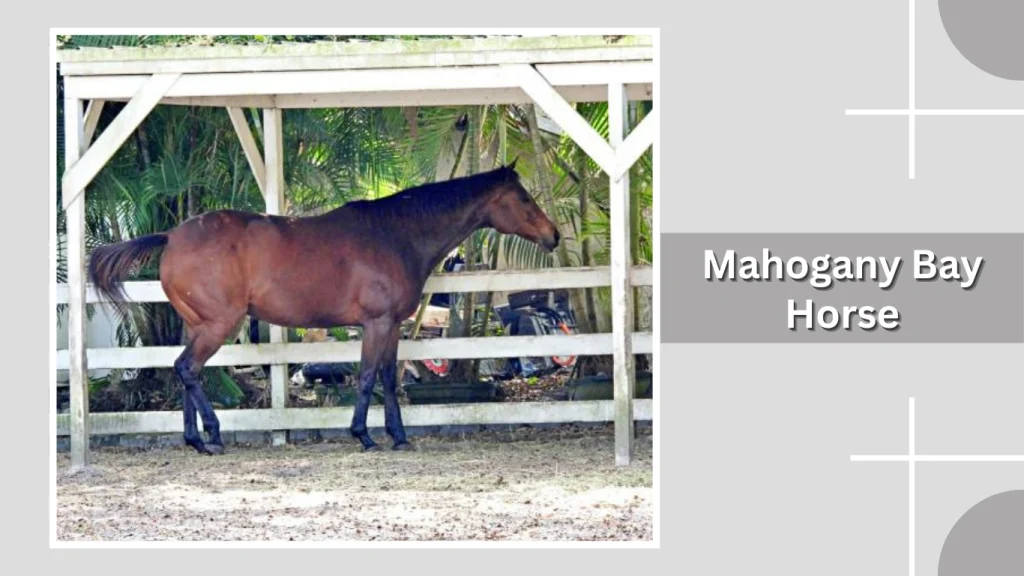 Mahogany Bay Horse