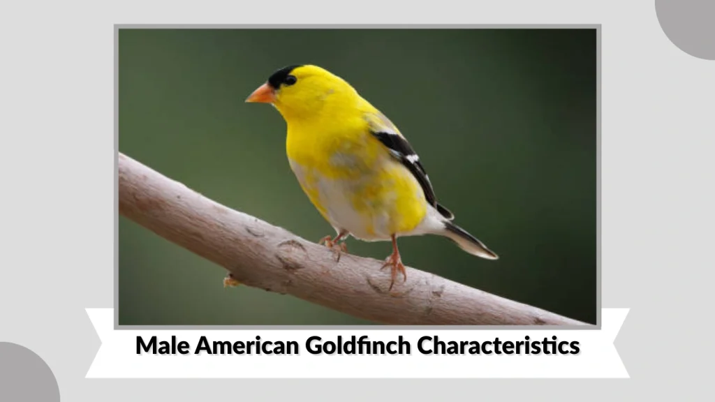 Male American Goldfinch Characteristics