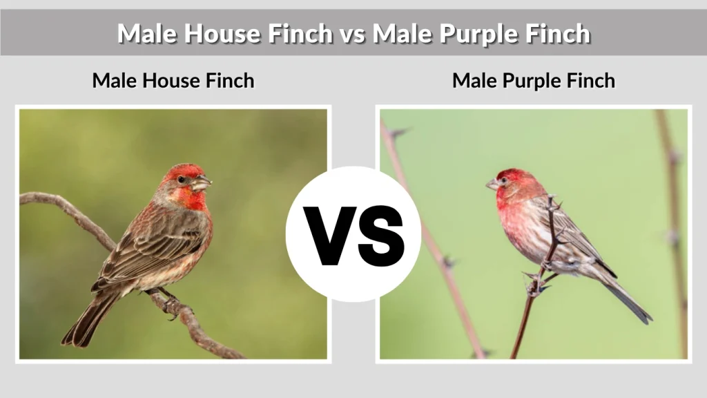 Male House Finch vs Male Purple Finch