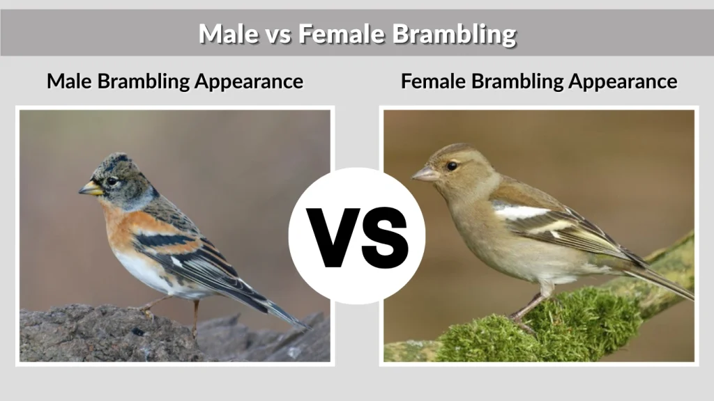 Male vs Female Brambling