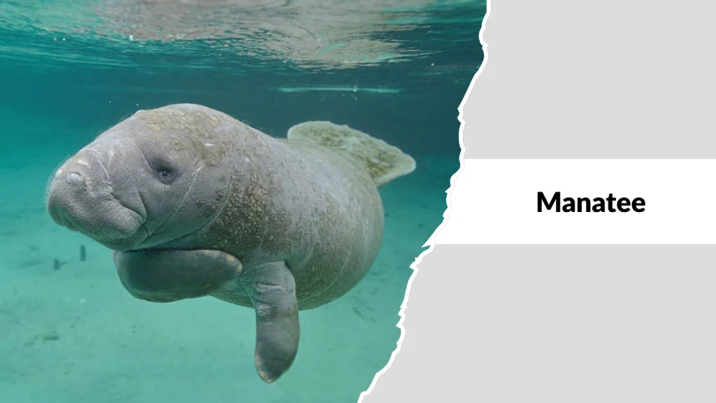 Manatee
