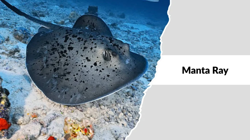 Manta Ray
