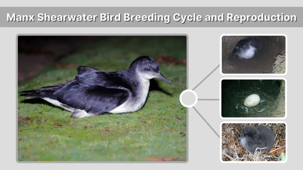 Manx Shearwater Bird Breeding Cycle and Reproduction