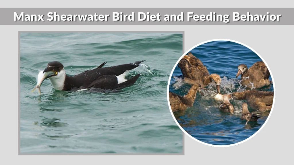 Manx Shearwater Bird Diet and Feeding Behavior
