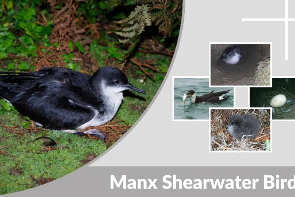 Manx Shearwater Bird Habitat, Diet, Facts & Identification
