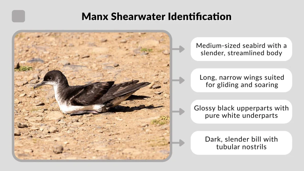Manx Shearwater Identification