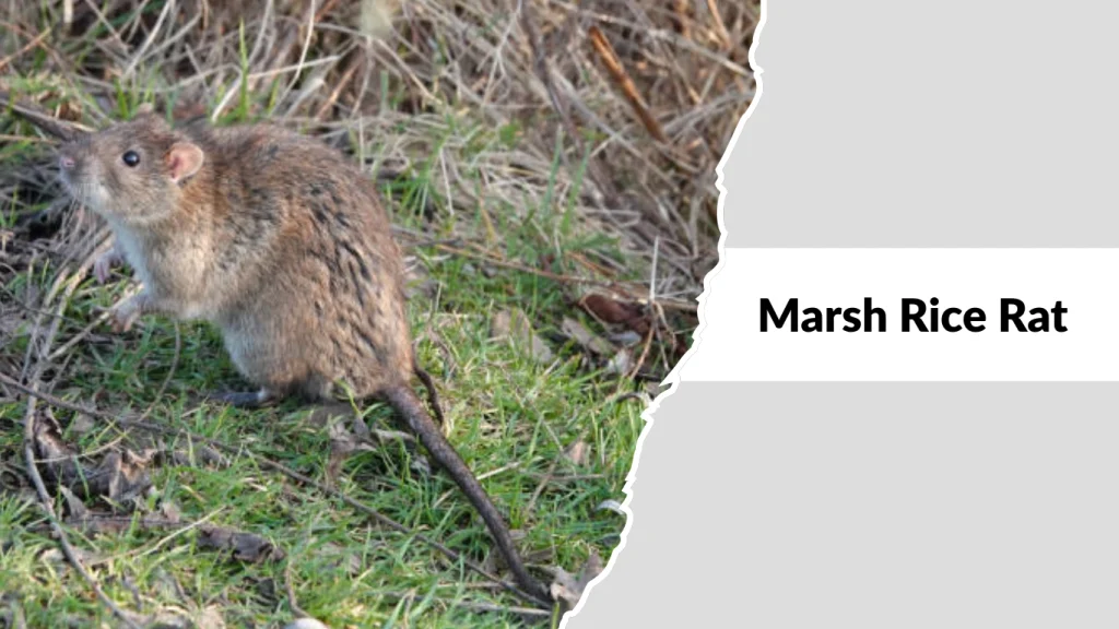 Marsh Rice Rat