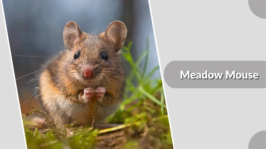 Meadow Mouse