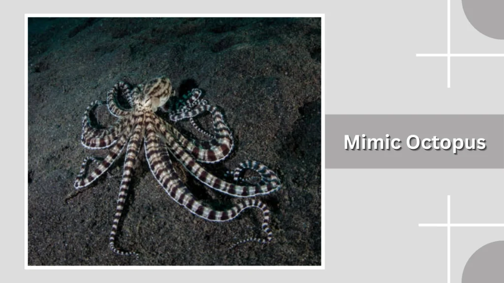 Mimic Octopus