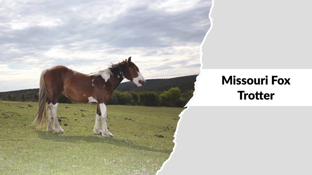 Missouri Fox Trotter
