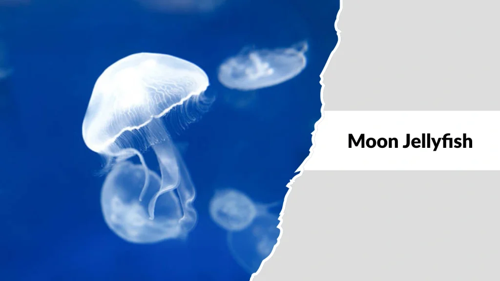 Moon Jellyfish
