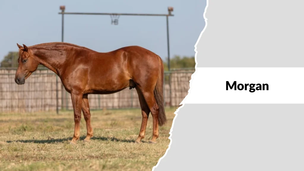 Morgan