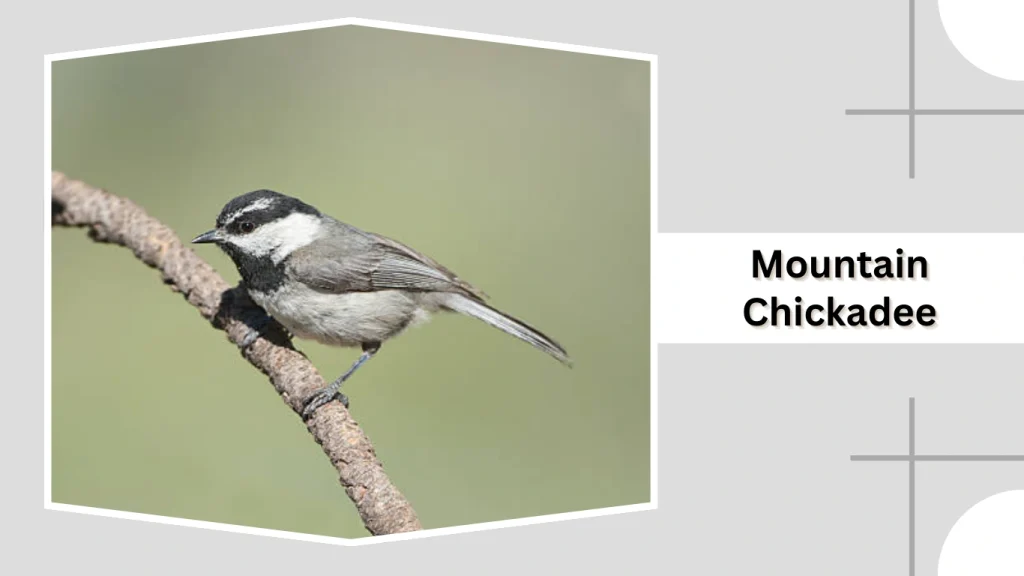 Mountain Chickadee