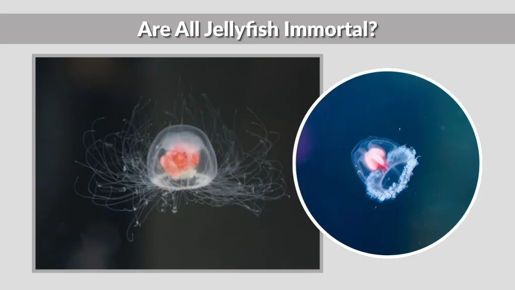 Are All Jellyfish Immortal?