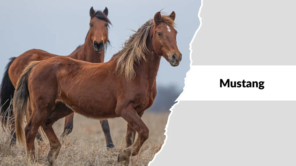 Mustang