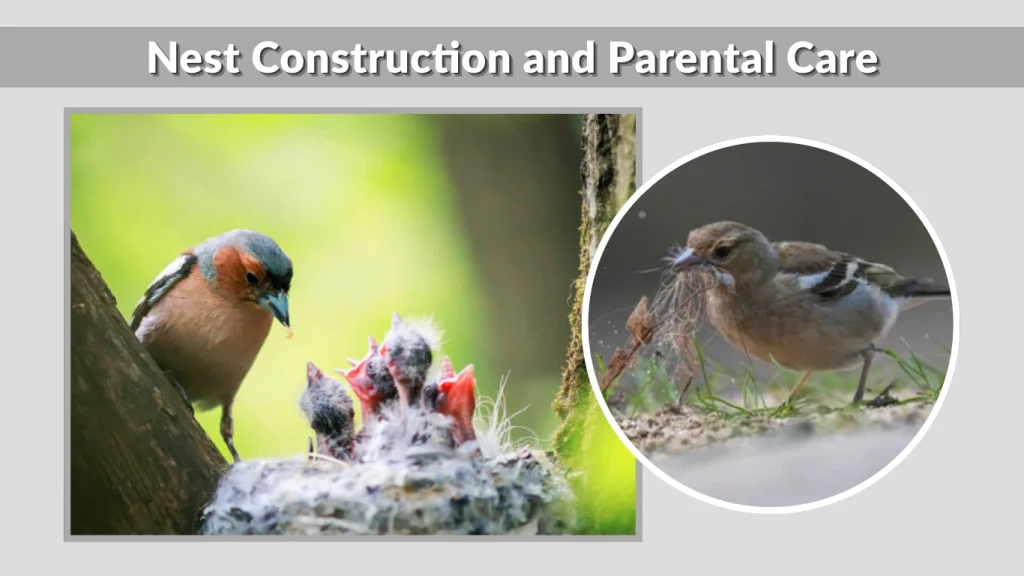Nest Construction and Parental Care