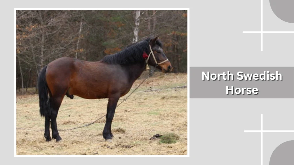 North Swedish Horse