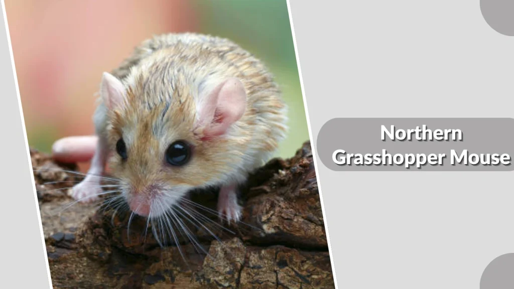 Northern Grasshopper Mouse