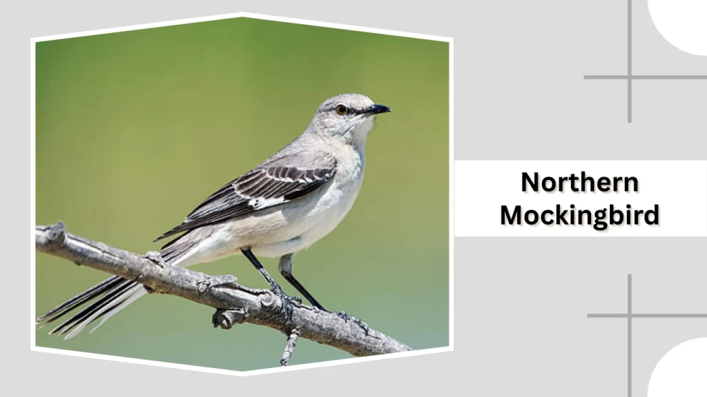 Northern Mockingbird