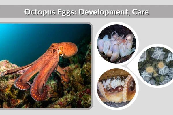Octopus Eggs Development, Care, Hatching, and Survival