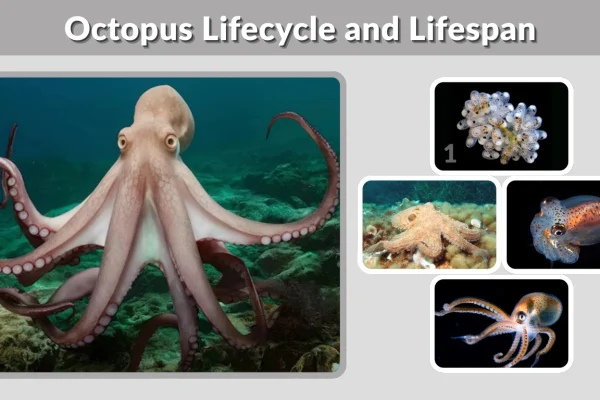Octopus Lifecycle and Lifespan Stages, Growth, and Death