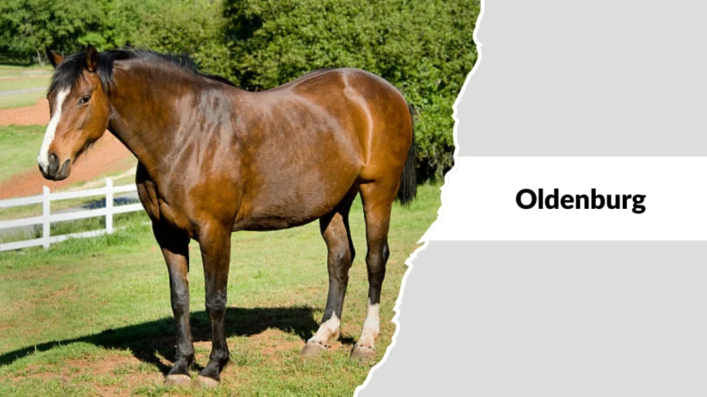 Oldenburg