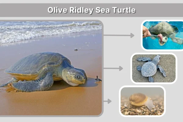 Olive Ridley Sea Turtle Facts, Size, Habitat & Range