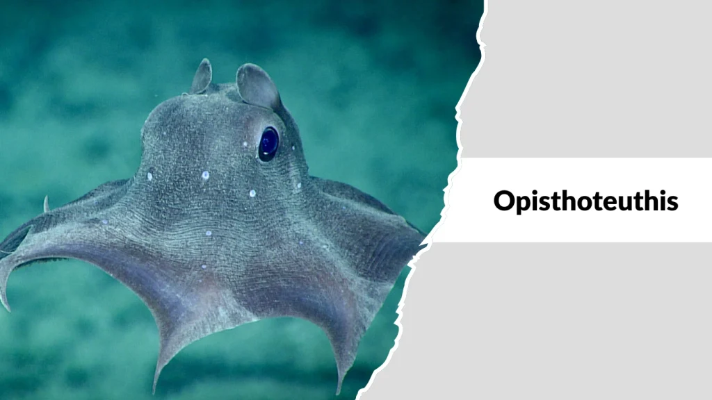 Opisthoteuthis (Flapjack Octopus Genus)