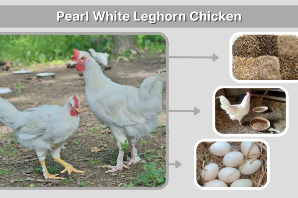 Pearl White Leghorn Chicken Complete Breed Guide