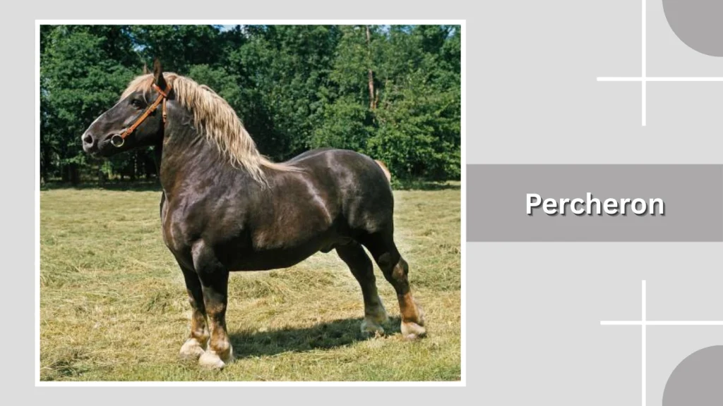 Percheron