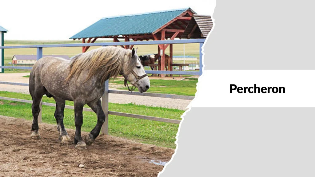 Percheron