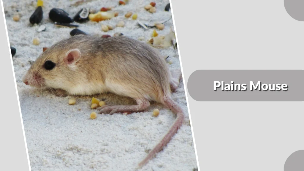 Plains Mouse