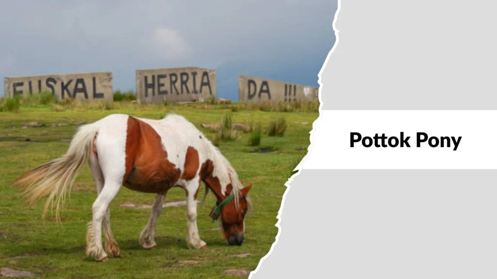 Pottok Pony