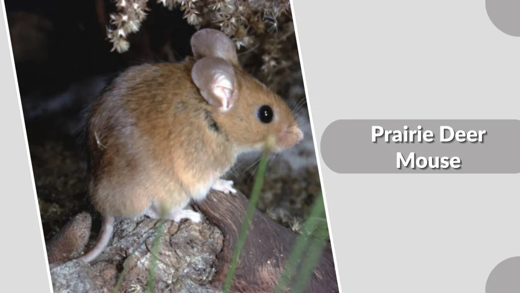 Prairie Deer Mouse