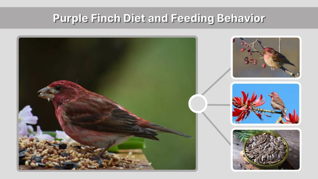 Purple Finch Diet and Feeding Behavior