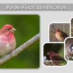 Purple Finch Identification, Habitat, Diet, Song & Facts