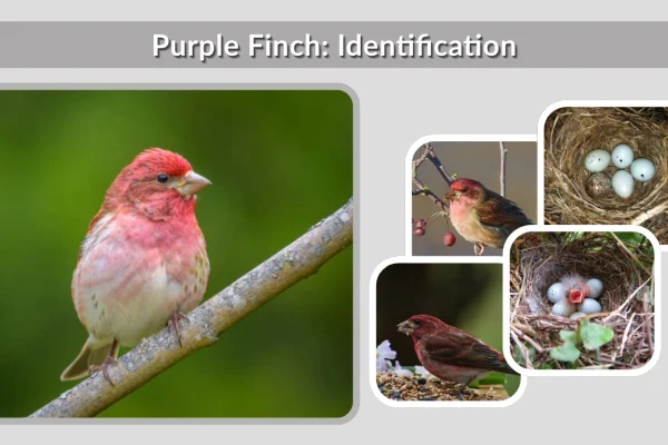 Purple Finch Identification, Habitat, Diet, Song & Facts