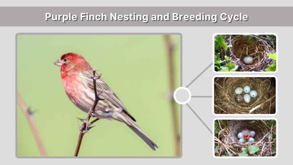 Purple Finch Nesting and Breeding Cycle
