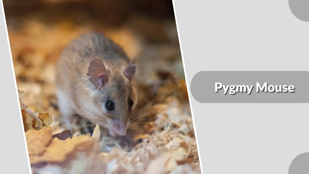 Pygmy Mouse